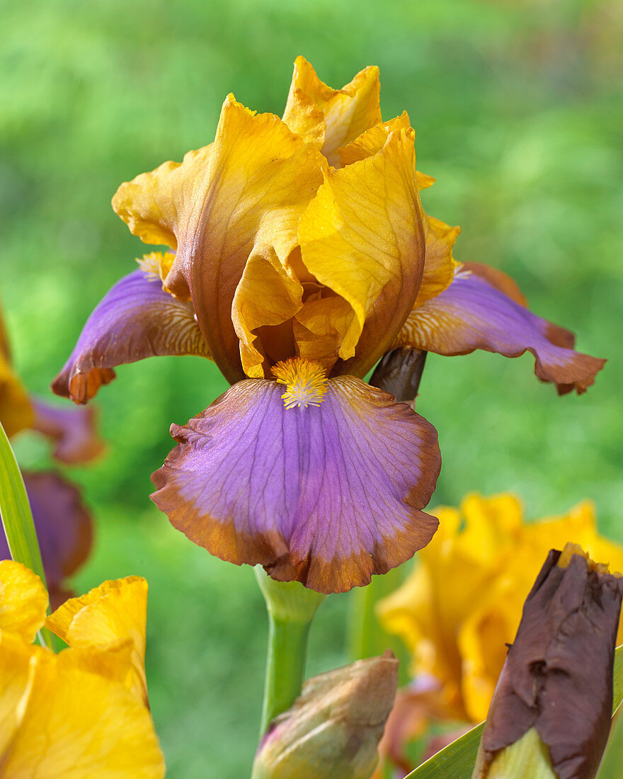 Iris germanica Yellow Brown